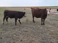 بقرة, Simmental cattle — الصورة 1