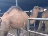 ऊँट (लॉट, लिंग निर्दिष्ट नहीं), ऊंट — फ़ोटो 5