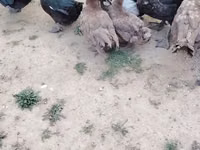 Ducks — photo 3