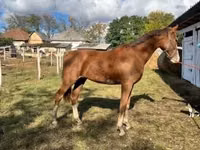 Yegua, Dutch warmblood horse — foto 2