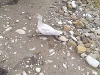 Ducks — picha 2