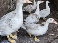 Ducks — फ़ोटो 2