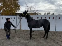 Farasi jike, Friesian — picha 7