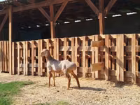 Dume la kondoo, Edilbay sheep — picha 1