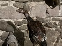 Chickens — الصورة 1