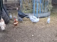 Guinea fowl — 照片 5