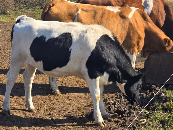 Ng'ombe jike, Russian Black pied cattle