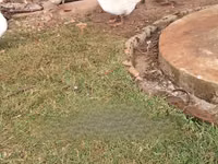Geese — Foto 1