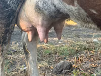 Kuh, Simmental cattle — Foto 5