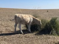 Ng'ombe jike, Auliakol breed — picha 6