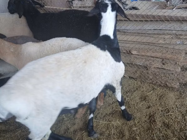 Dume la kondoo, Rhon sheep