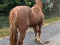 Farasi dume, Andalusian horse — picha 1