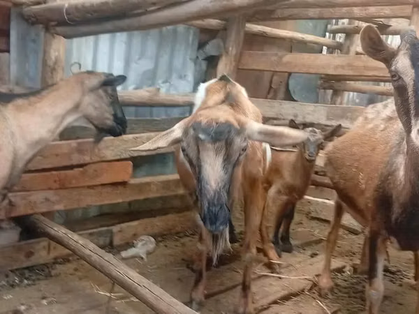Mbuzi (kikundi, jinsia haijatajwa), Alpine goat