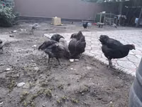 Australorp — photo 3