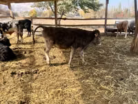 Ng'ombe dume, Swiss cattle — picha 7