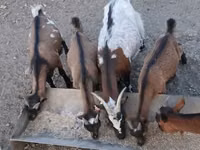 बकरा, Pomellata goat — फ़ोटो 3