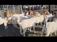 Mbuzi (kikundi, jinsia haijatajwa), Boer goat — picha 2