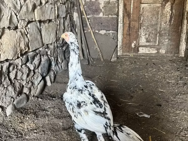 Chickens