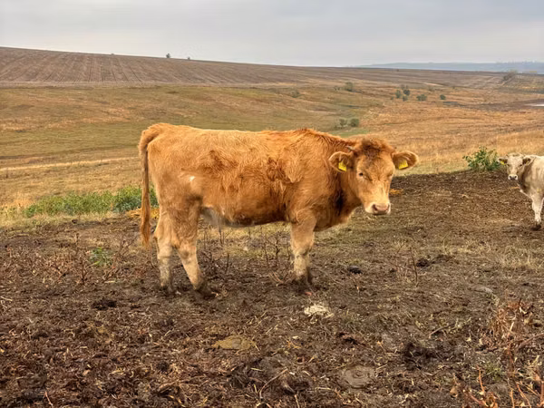 Ng'ombe jike, Simmental cattle