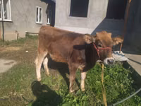 Cow, Swiss cattle — photo 4