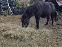 Horse (M), Horses — photo 2