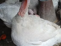 बिग 6 — फ़ोटो 7