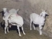 Mbuzi jike, Saanen goat — picha 3