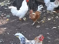 Japanisches Bantam — Foto 4
