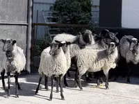 母羊, Romanov sheep — 照片 1