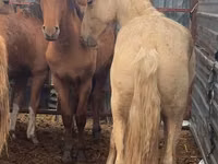 حصان, New Altai Horse — الصورة 2
