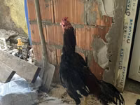 Chickens — फ़ोटो 2