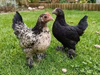 Chickens — Foto 7