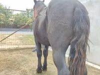Caballo, Caballos — foto 4