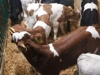 Bovinos (lote, sexo no especificado), Simmental cattle — foto 4