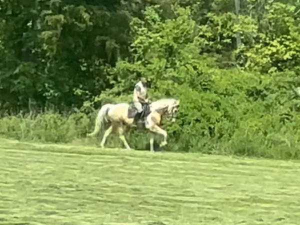 حصان, Racking Horse