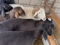 Ram, Sheep — photo 1