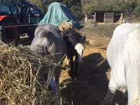 Horse (M), Gypsy horse — photo 2