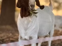 عنزة, Boer goat — الصورة 2