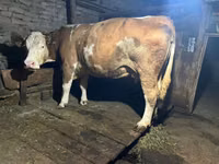 गाय, Simmental cattle — फ़ोटो 3