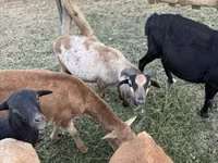 भेड़ें (लॉट, लिंग निर्दिष्ट नहीं), Cameroon sheep — फ़ोटो 1