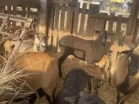 Dume la kondoo, Cameroon sheep — picha 4