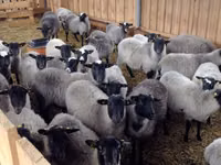 Dume la kondoo, Romanov sheep — picha 5