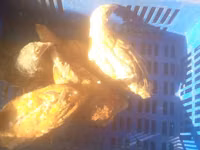 Chickens — photo 4