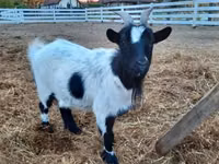 母山羊, Goats — 照片 3
