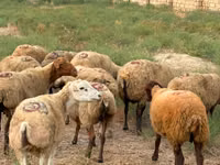 Kondoo jike, Apsheron sheep — picha 1