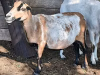 Kondoo jike, Cameroon sheep — picha 6