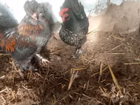 Japanisches Bantam — Foto 8