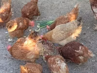 Chickens — Foto 1