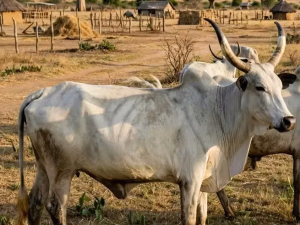 Ng'ombe jike, Brahman