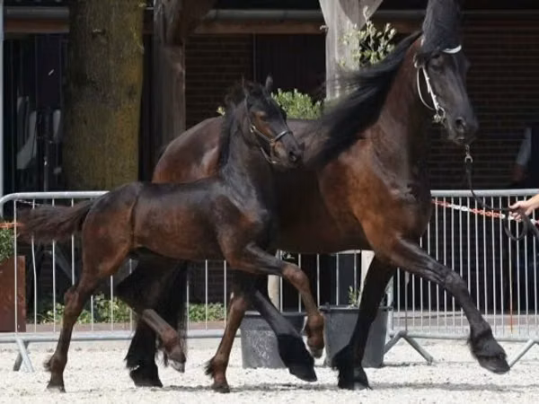 Caballo, Friesian